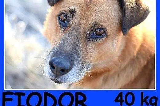   40 kg, spokojny,przyjazny,łagodny,towarzyski pies FIODOR.Adopcja,  dolnośląskie Wrocław