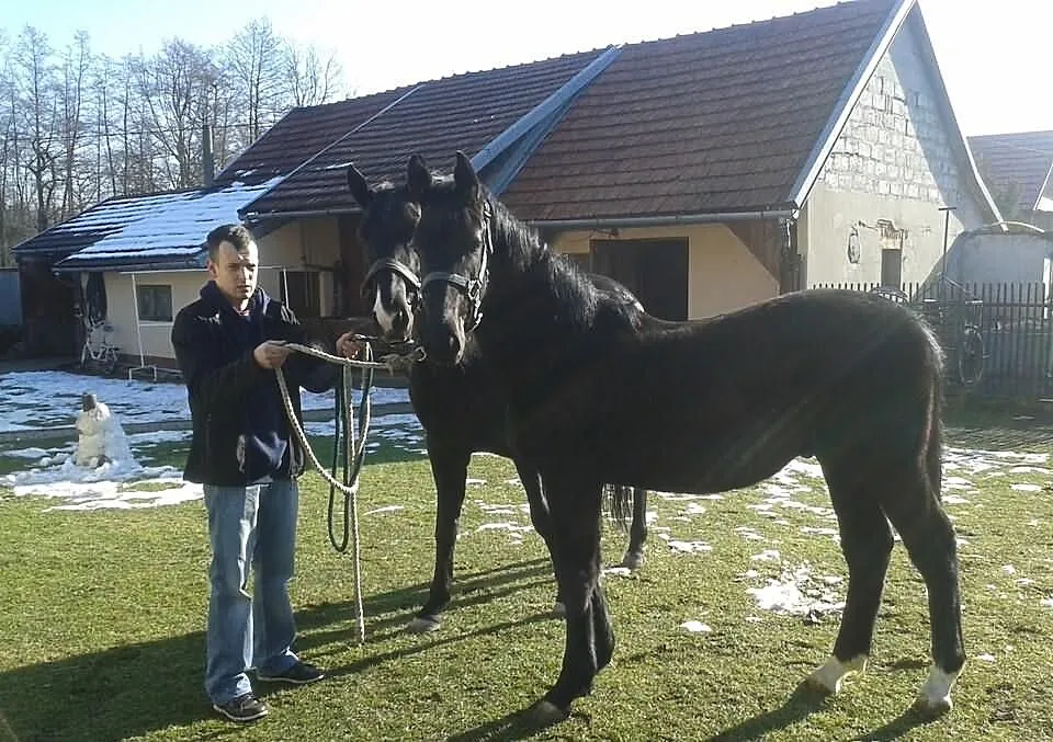 Kary źrebak