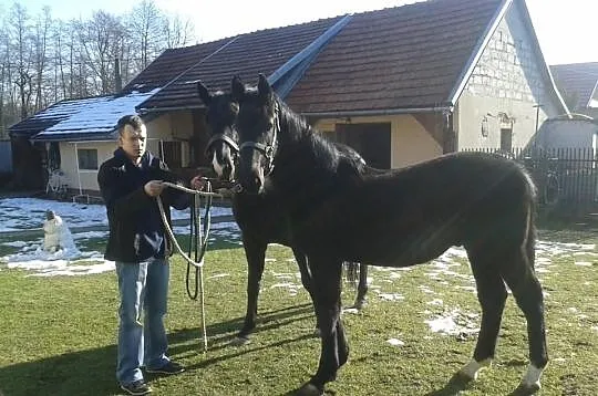 Kary źrebak