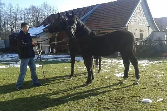 Kary źrebak