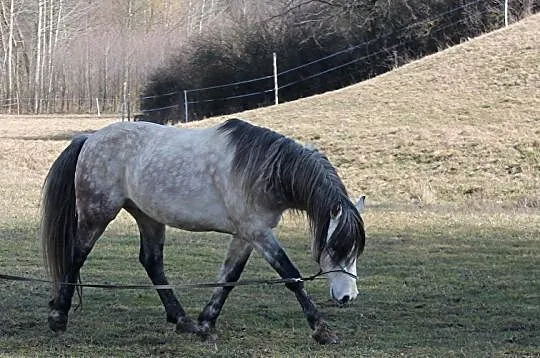 Ogier kuc D, 80 punktów