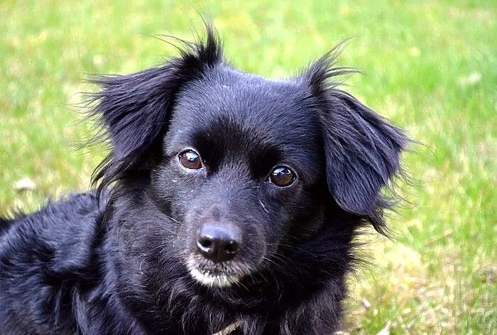 Izzy - cudne maleństwo potrzebuje człowieka :)