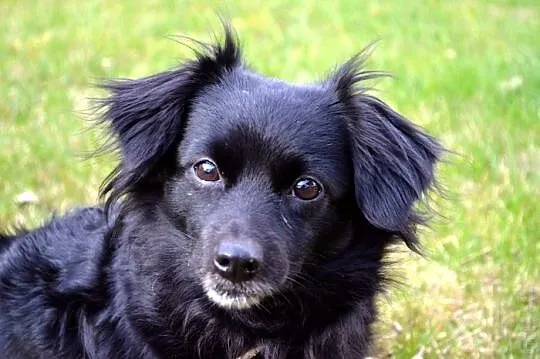 Izzy - cudne maleństwo potrzebuje człowieka :)