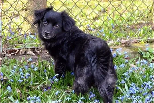 Izzy - cudne maleństwo potrzebuje człowieka :)