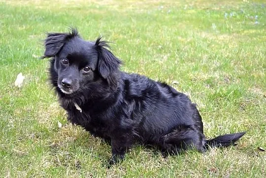 Izzy - cudne maleństwo potrzebuje człowieka :)