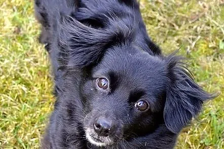 Izzy - cudne maleństwo potrzebuje człowieka :)
