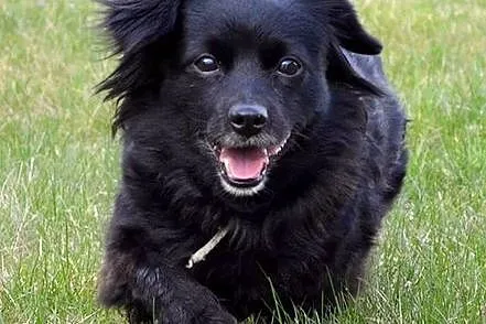 Izzy - cudne maleństwo potrzebuje człowieka :)