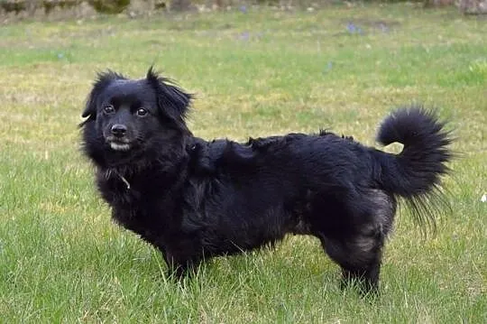 Izzy - cudne maleństwo potrzebuje człowieka :)
