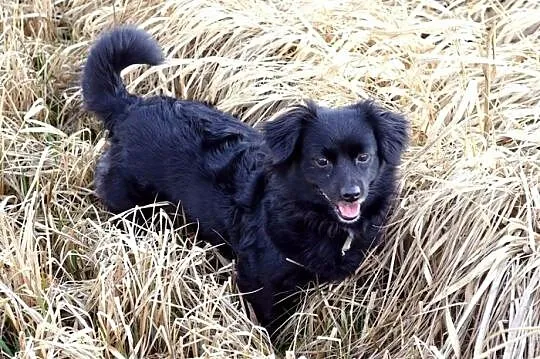 Izzy - cudne maleństwo potrzebuje człowieka :)