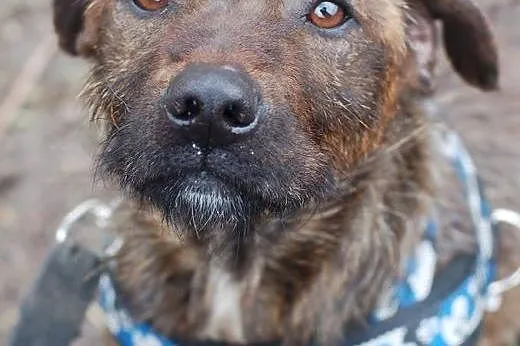 Brutus szuka domu,  mazowieckie Warszawa