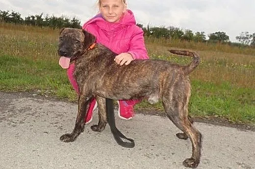 Brutus szuka domu,  mazowieckie Warszawa