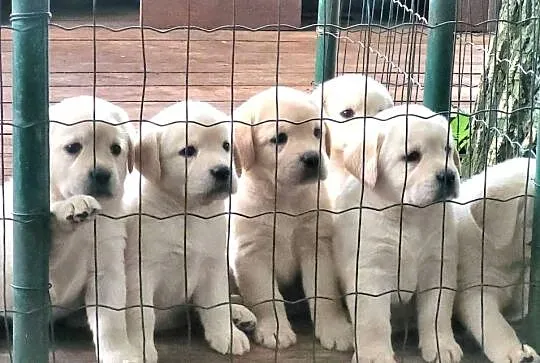 Labrador Piękne szczeniaki biszkoptowe - Poznań