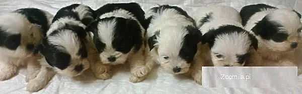 Shih Tzu - biało-czarne szczenięta