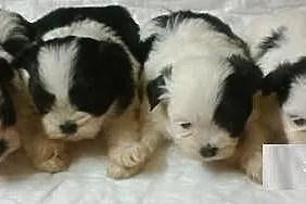 Shih Tzu - biało-czarne szczenięta