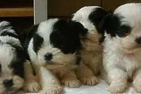 Shih Tzu - biało-czarne szczenięta