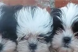 Shih Tzu - biało-czarne szczenięta