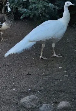 Sprzedam  kaczki karolinki aleksandrete pawia mozna dzwonić, , Leszno