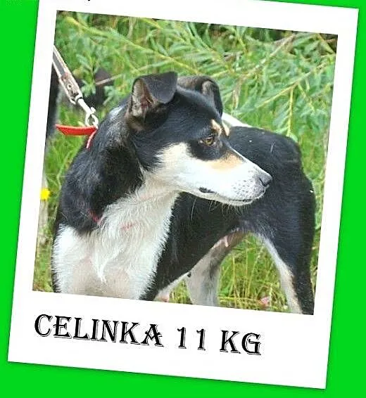 11kg,łagodna,wesoła,przyjazna suczka CELINKA>Ad