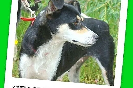 11kg,łagodna,wesoła,przyjazna suczka CELINKA>Ad
