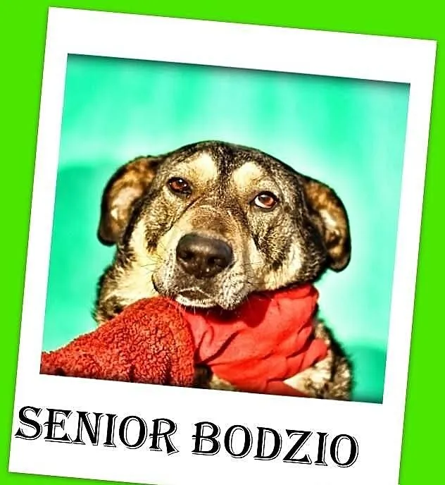 Kochany BODZIO-duży psi senior bardzo prosi o dome