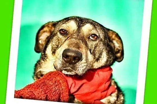 Kochany BODZIO-duży psi senior bardzo prosi o domek. ADOPCJA