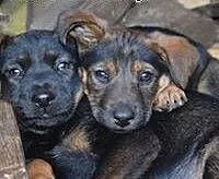 JOGA - 2,5 miesięczna królewna do adopcji! , mazo