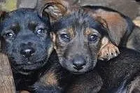 JOGA - 2,5 miesięczna królewna do adopcji! ,  mazo