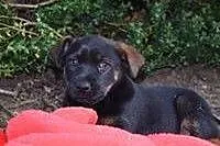 JOGA - 2,5 miesięczna królewna do adopcji! ,  mazo