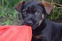 JOGA - 2,5 miesięczna królewna do adopcji! ,  mazo
