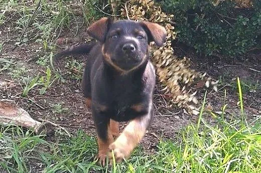JOGA - 2,5 miesięczna królewna do adopcji! ,  mazo