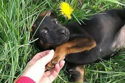 JOGA - 2,5 miesięczna królewna do adopcji! ,  mazo