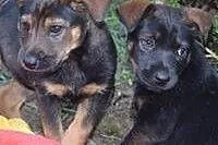 JOGA - 2,5 miesięczna królewna do adopcji! ,  mazo