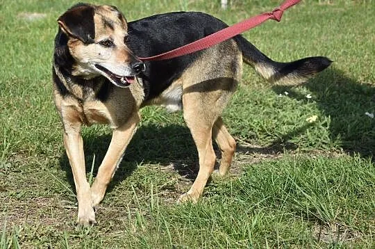 Pies Czarek szuka nowego domu!, , Głogów
