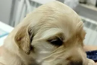 Golden retriever szczenięta