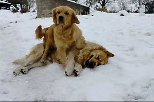 Golden retriever szczenięta, Świętokrzyskie, Sandomierz