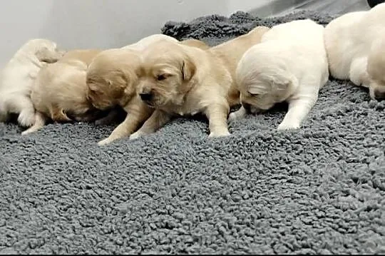 Golden retriever szczenięta, Świętokrzyskie, Sandomierz
