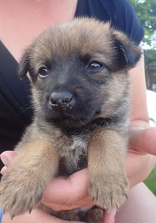 Borowik do adopcji 4tyg szczeniak 1,3 kg, łódzkie