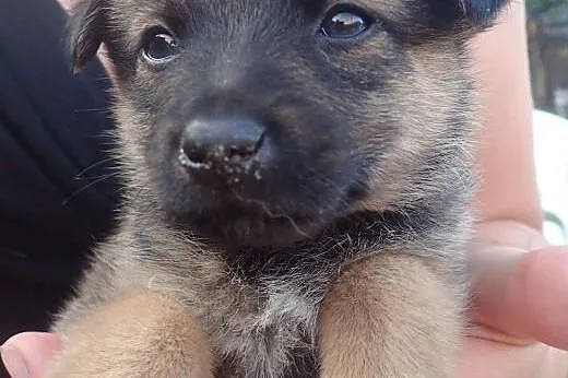 Borowik do adopcji 4tyg szczeniak 1,3 kg,  łódzkie