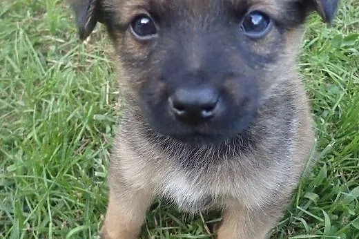 Borowik do adopcji 4tyg szczeniak 1,3 kg,  łódzkie