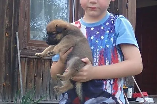 Borowik do adopcji 4tyg szczeniak 1,3 kg,  łódzkie