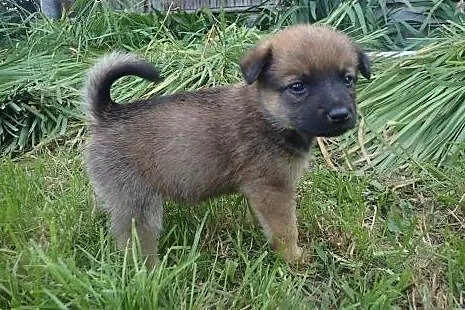 Borowik do adopcji 4tyg szczeniak 1,3 kg,  łódzkie
