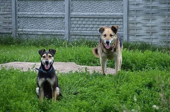 Super Dziadek szuka domu na emeryturę