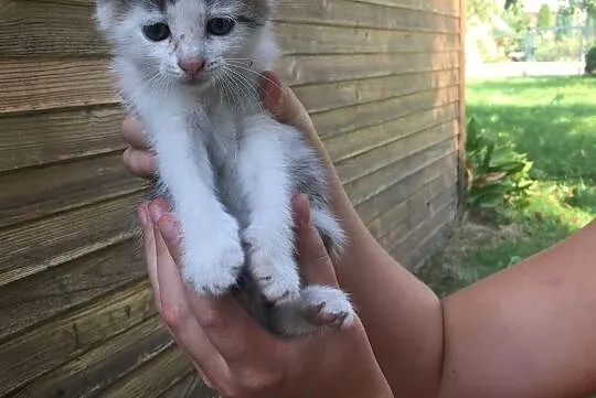 Batonik szuka domu, Miechów, 