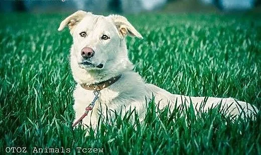 Koka -śliczna biała sunia do adopcji, pomorskie G