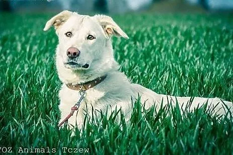Koka -śliczna biała sunia do adopcji, pomorskie Gdańsk
