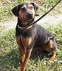 Fred-adopcja tylko na kanapę , wielkopolskie Pozn