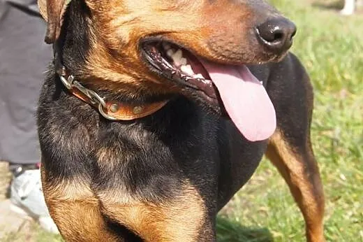 Fred-adopcja tylko na kanapę ,  wielkopolskie Pozn