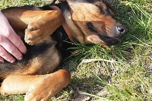 Fred-adopcja tylko na kanapę ,  wielkopolskie Pozn