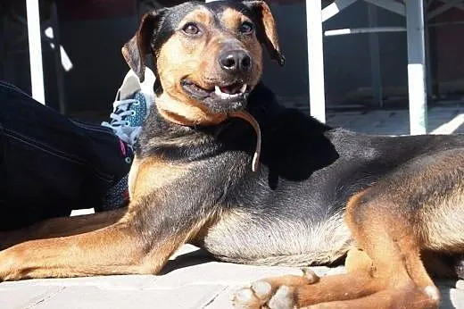 Fred-adopcja tylko na kanapę ,  wielkopolskie Pozn