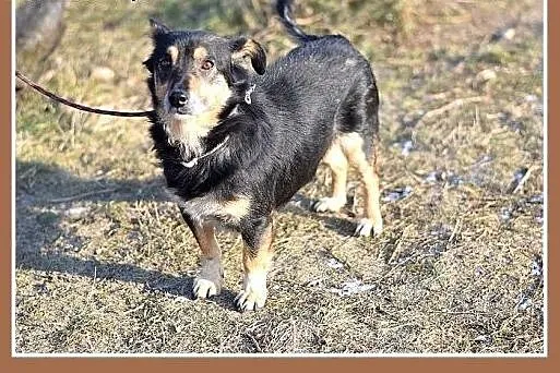 FILIPEK dla domatora,mały 7kg,spokojny,grzeczny pi